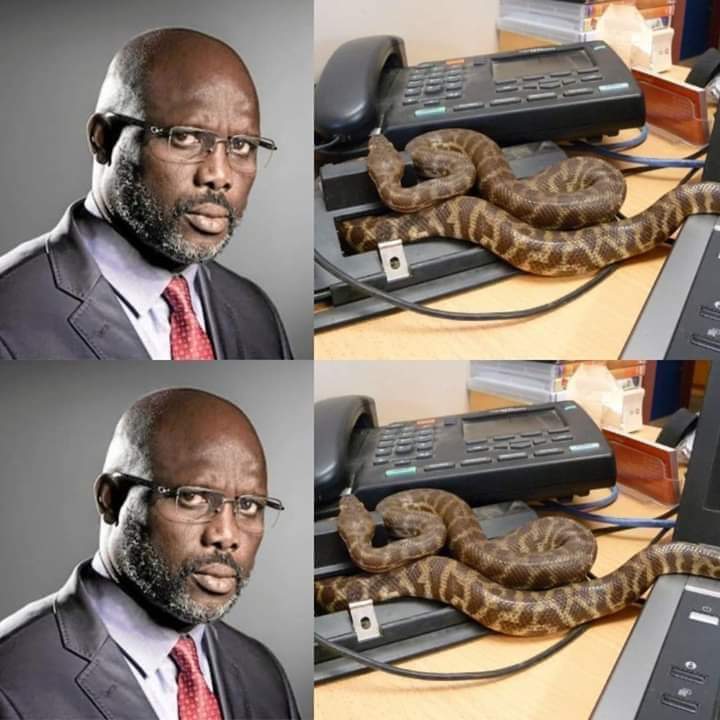 Snakes force Liberian President George Weah out of office