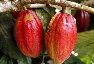 UMaT students develop cocoa disease detector