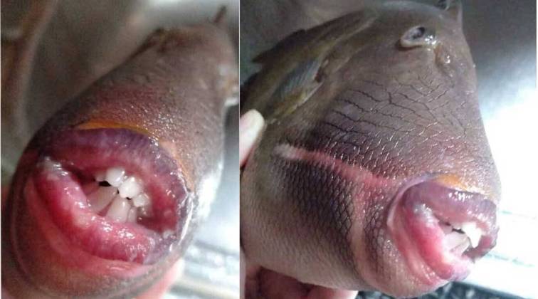 Social Media Users Tease Afia Schwarzenegger With A Fish Which Looks Like Her