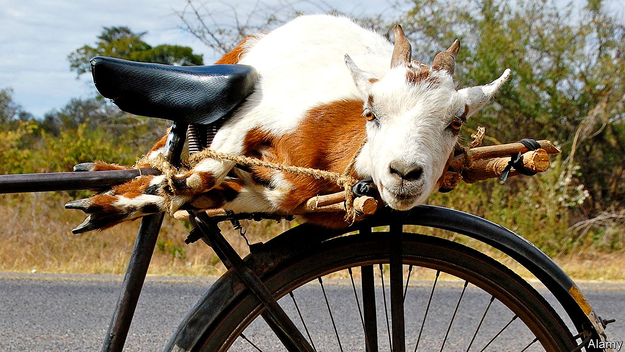 Zimbabwe Schools Accept Goat As Tuition/School Fees