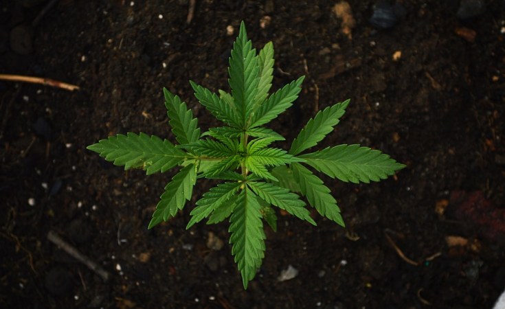 Uganda: EU Approves Uganda's Bid to Export Marijuana