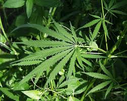 Police arrest 4 for possessing ‘wee’