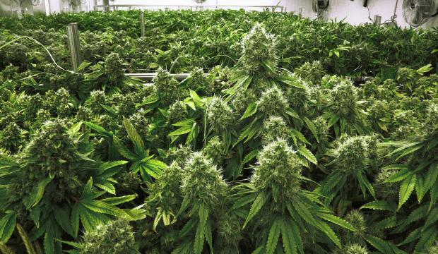 Ghana legalizes cannabis for health and industrial purposes